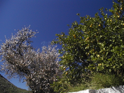 Mandel und Orangenbäume auf Gran Canaria